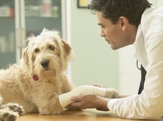 Fracture chez le chien